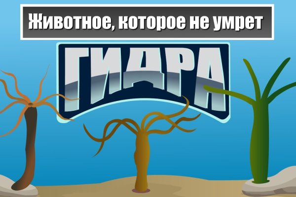 Блэк спрут в телеграм